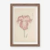 Vintage Japanese Iris No. 18 Wall Art By Miyoshi Manabu