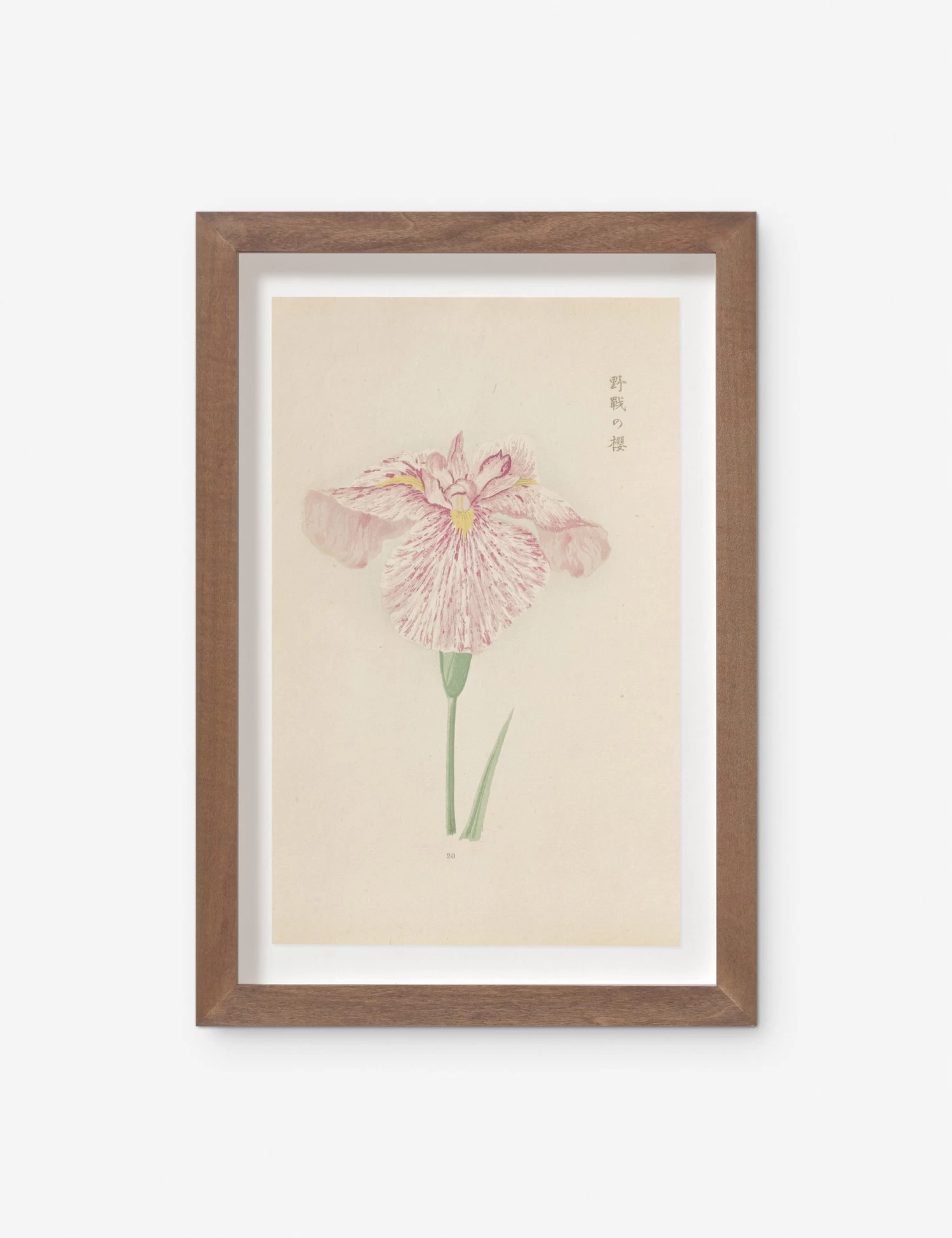 Vintage Japanese Iris No. 20 Wall Art By Miyoshi Manabu 1 Vintage Japanese Iris No. 20 Wall Art By Miyoshi Manabu