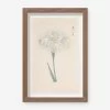 Vintage Japanese Iris No. 44 Wall Art By Miyoshi Manabu