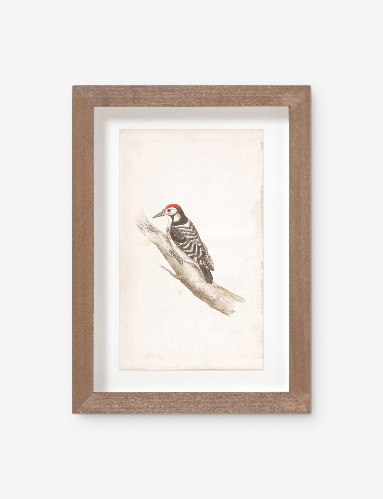 Vintage Bird Watercolor No. 00 Wall Art By Visual Contrast 1 Vintage Bird Watercolor No. 00 Wall Art By Visual Contrast