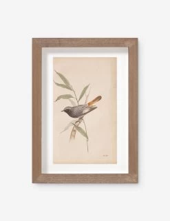 Vintage Bird Watercolor No. 60 Wall Art By Visual Contrast