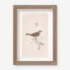 Vintage Bird Watercolor No. 66 Wall Art By Visual Contrast