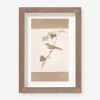 Vintage Bird Watercolor No. 70 Wall Art By Visual Contrast