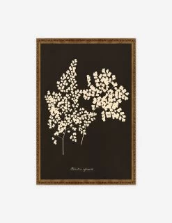 Adiantum Cuneatum Print By Anna Atkins