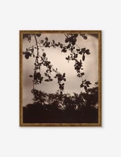 Branche De Pommier Print By Eugène Atget