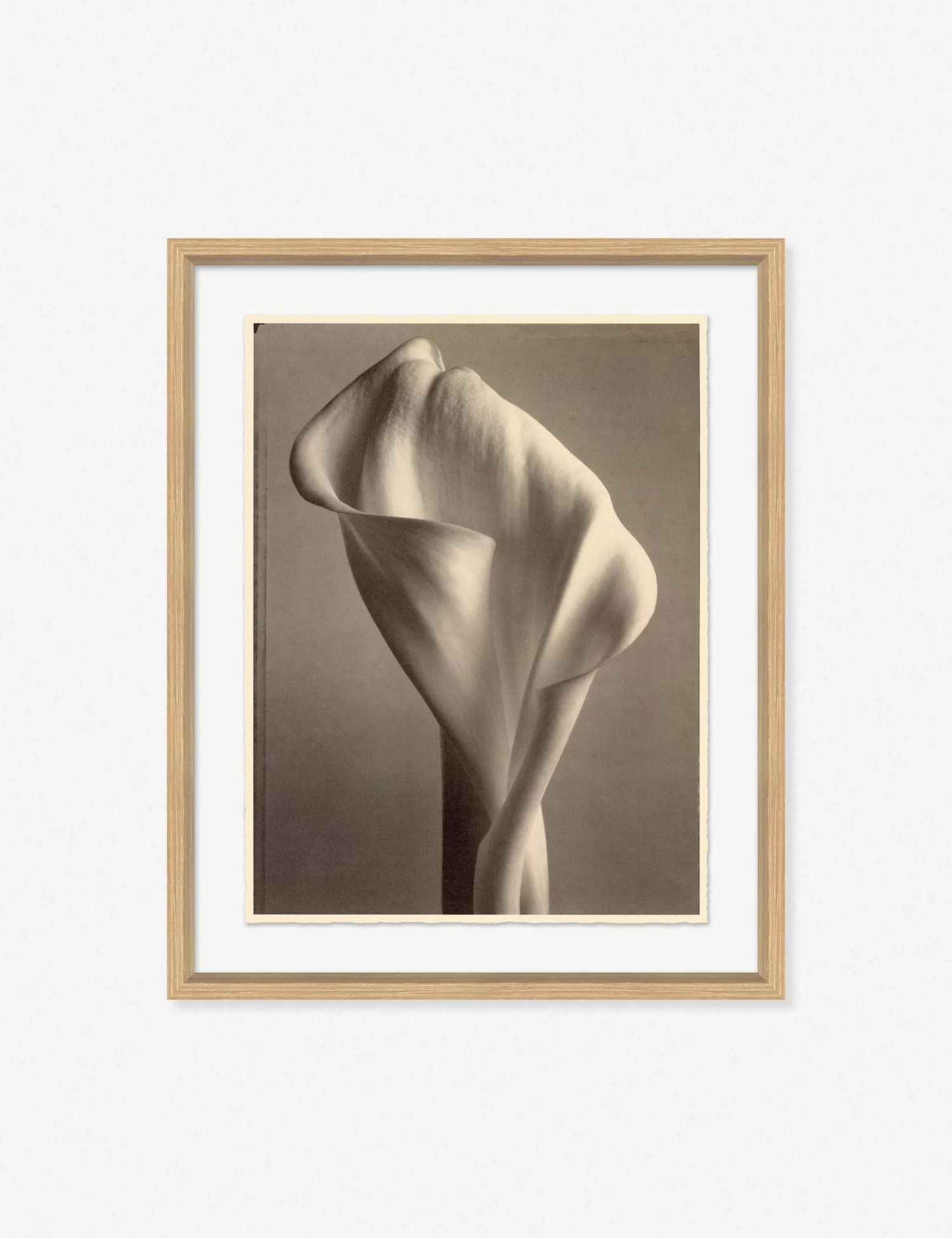 Sepia Flowers Wall Art 1 Sepia Flowers Wall Art